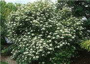 Dwarf European Cranberrybush