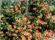 Lonicera X heckrottii