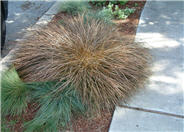 Carex buchananii