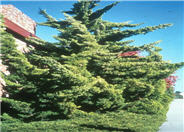 Hollywood Twisted Juniper