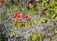 Brazilian Flame Bush, Trinidad Flam