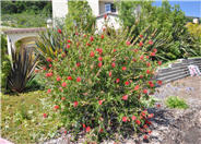 Lemon Bottlebrush