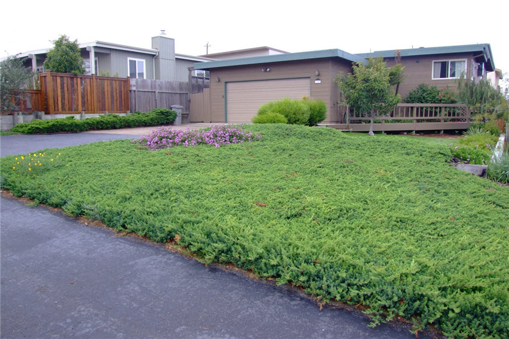 Juniper Groundcover