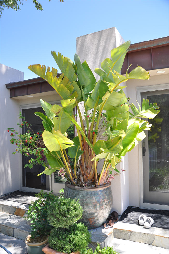 Plant photo of: Strelitzia nicolai