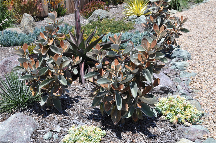 Kalanchoe orgyalis