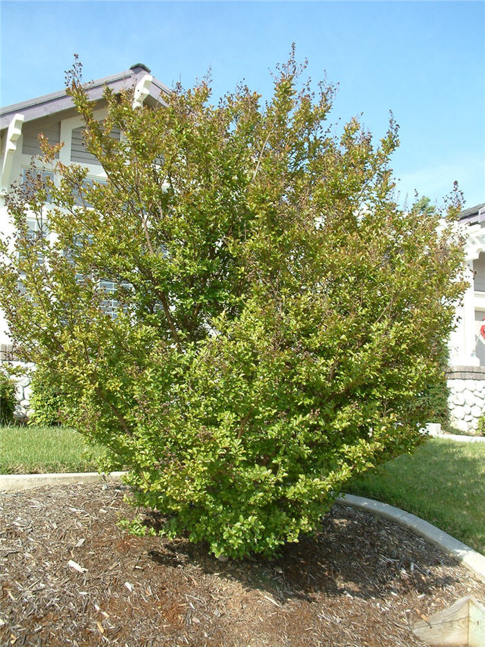 Plant photo of: Lagerstroemia indica