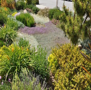 Thyme Meadow Garden