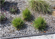 Sesleria caerulea