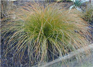 Orange Sedge